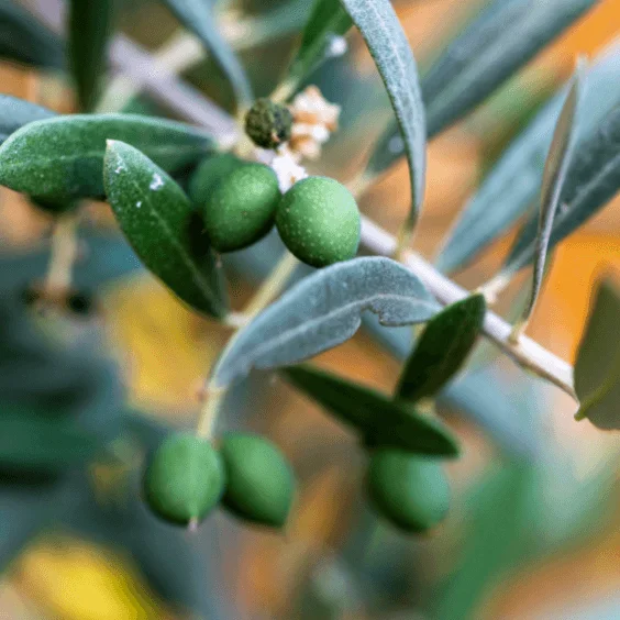 olive Squalene -Niacinamide Face Serum