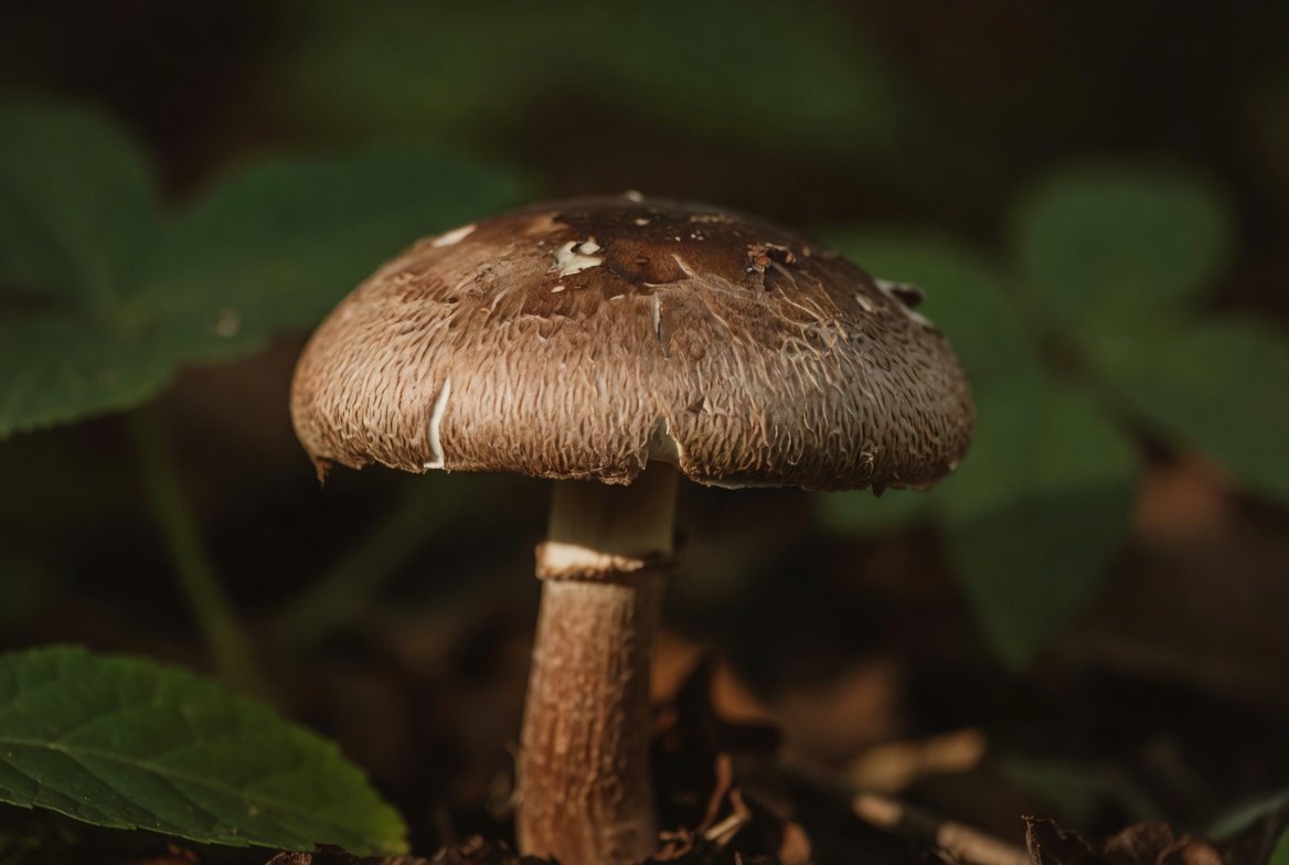 skin renewal therapy kit for dehydrated skin